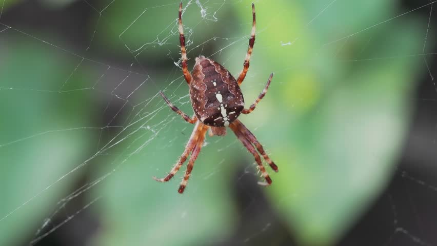 Video of a large orb-weaver spider (Araneus diadematus) sitting and guarding its web