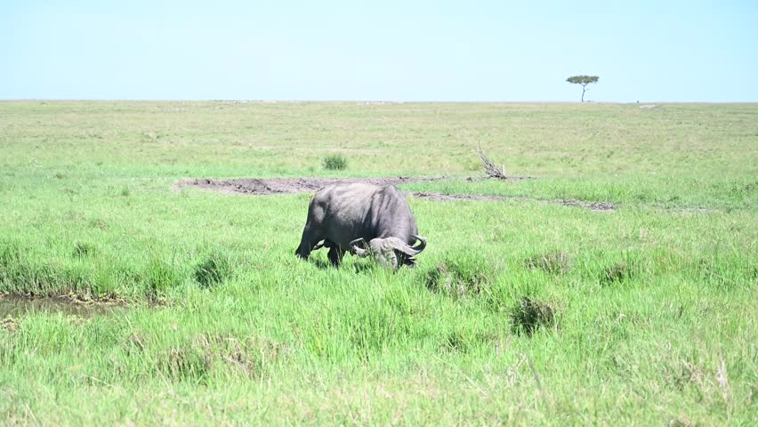 African buffalo grazing lush green grass 