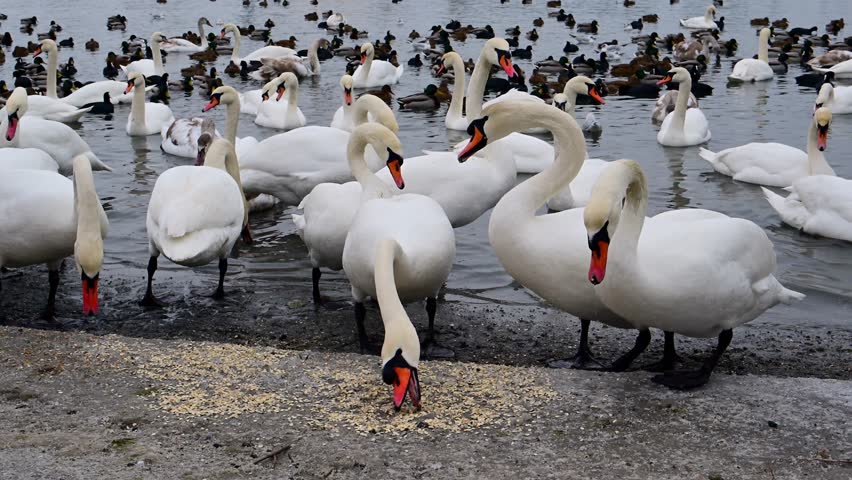 Wintering wild birds, including swans (Cygnus spp.), mallards (Anas platyrhynchos), and Eurasian coots (Fulica atra), feeding along the shoreline of a seasonally dry Black Sea estuary