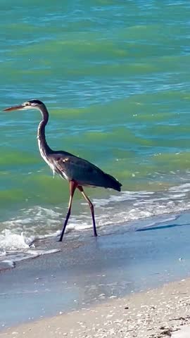 Great blue heron on the beach, eventually takes flight