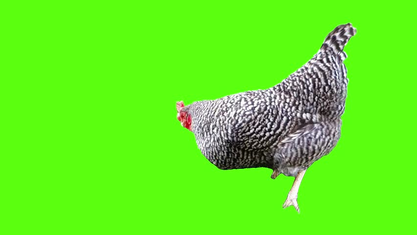 Speckled chicken lowers its head and pecks while standing on a bright green screen, ideal for chroma key, farming visuals, or educational edits. 15027  