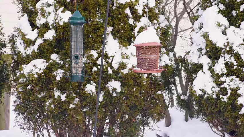 Blue jay landing on a pole next to bird feeders in slow motion with snow covered bushes in the background