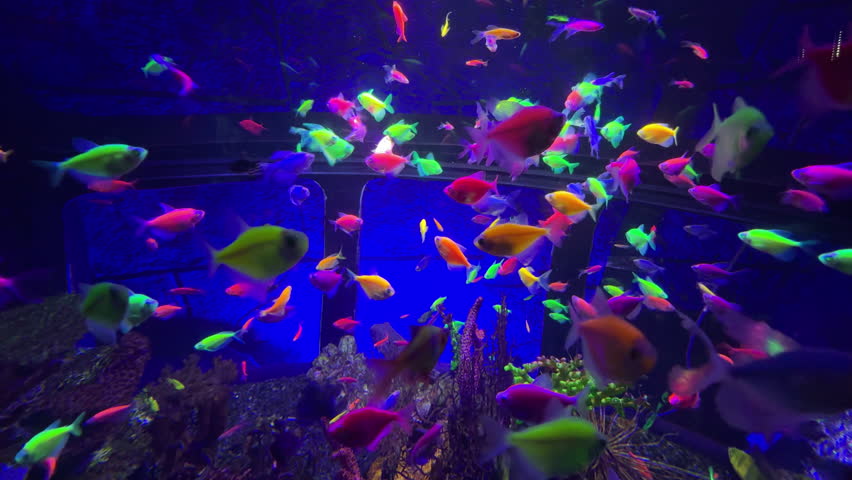 Colorful neon tetra glofish swimming in aquarium