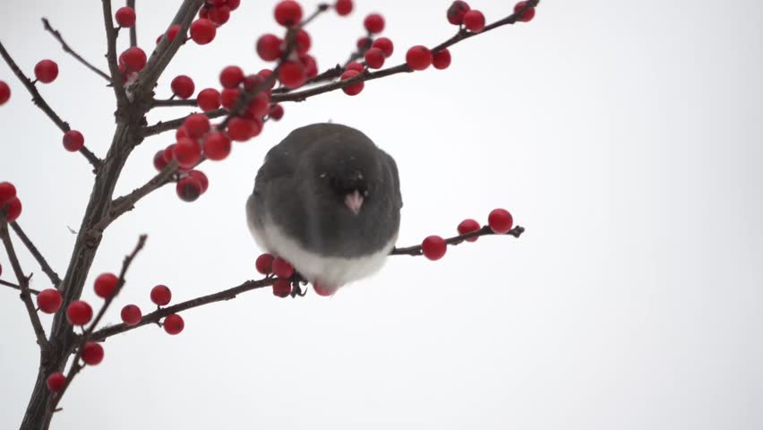 Dark-eyed Junco (junco hyemalis) perched on winterberry bush with bright red berries in snow. 