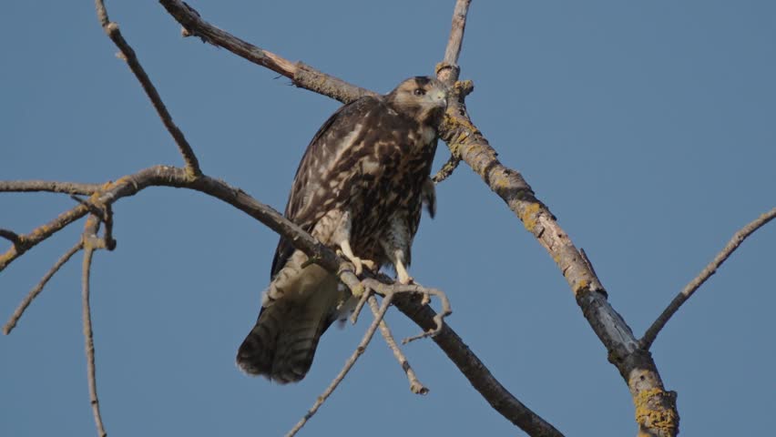 Red tailed hawk perches on a weathered branch and screeches