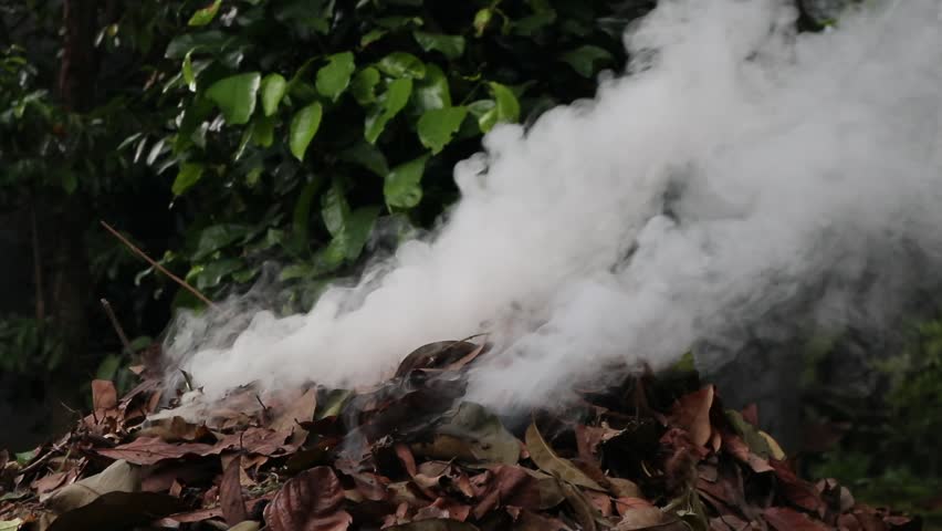 white smoke soaring in the air, thick smoke from the burning of dry leaves falling in a yard in a rural area of Java, Indonesia