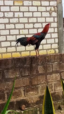 An extreme close up of a chicken