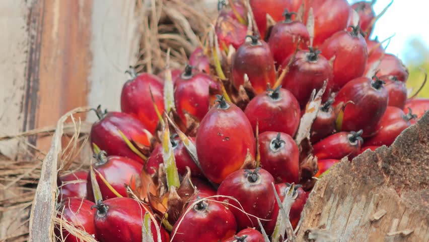 Palm fruit on the tree.