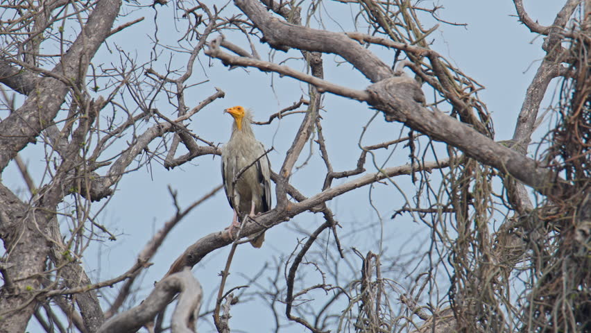 An Egyptian vulture sitting on a dry tree branch and looking for food in keoladeo bird sanctuary, India.