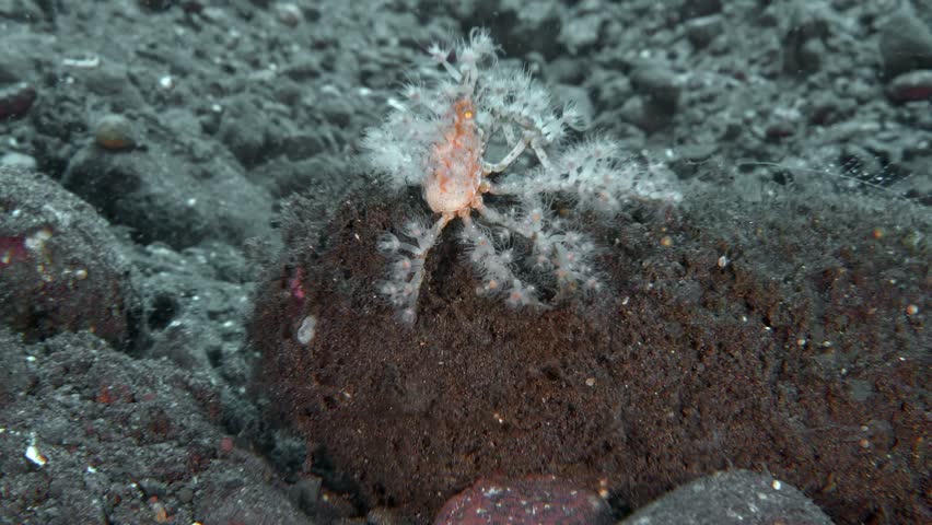 A decorator crab covered in hydroids walks across a rock on the bottom of a tropical sea. Electric crab (Achaeus spinosus) Indo-West Pacific, 3 cm, nocturnal ID: puriform pale carapace with six spines, oblique reddish longitudinal stripes, legs and chelipeds decorated with white hydroids. 
