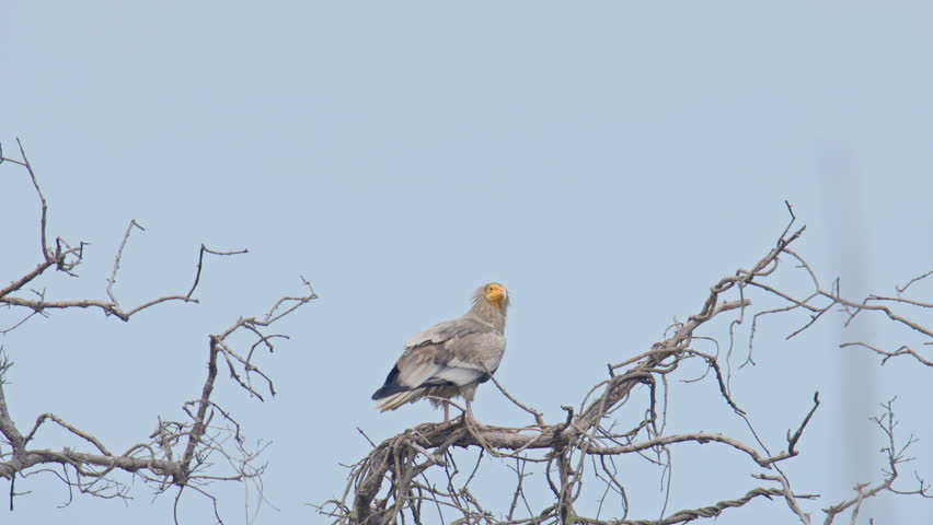 An Egyptian vulture looking for food while perching on a dry tree branch, keoladeo bird sanctuary, India.