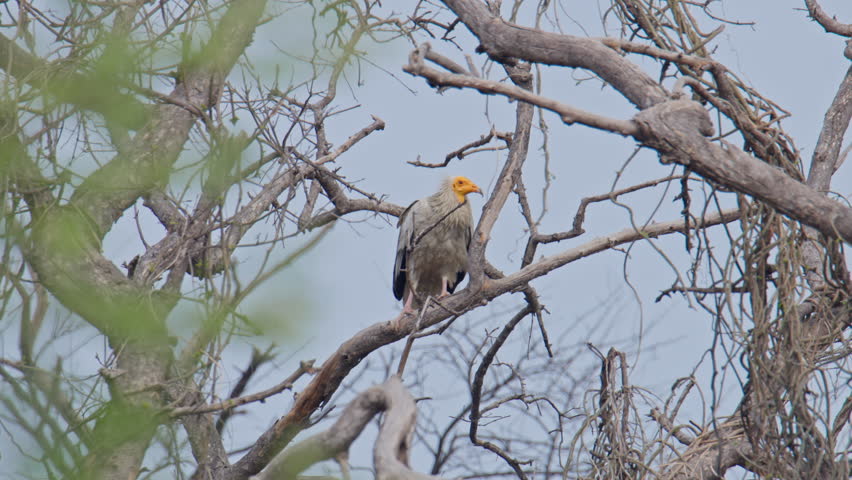 Egyptian vulture sitting on a tree branch and searching for food in the forest, keoladeo bird sanctuary, India