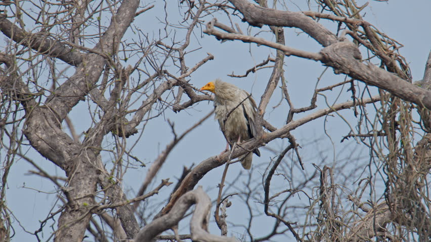 Egyptian vulture resting on a dry tree branch and foraging in it