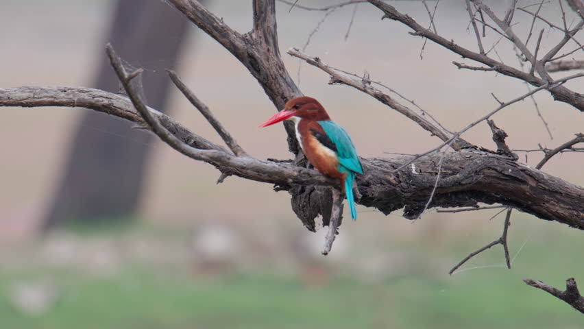 Close up shot of a White throated kingfisher perched on a tree branch and looking for food, keoladeo bird sanctuary, India.