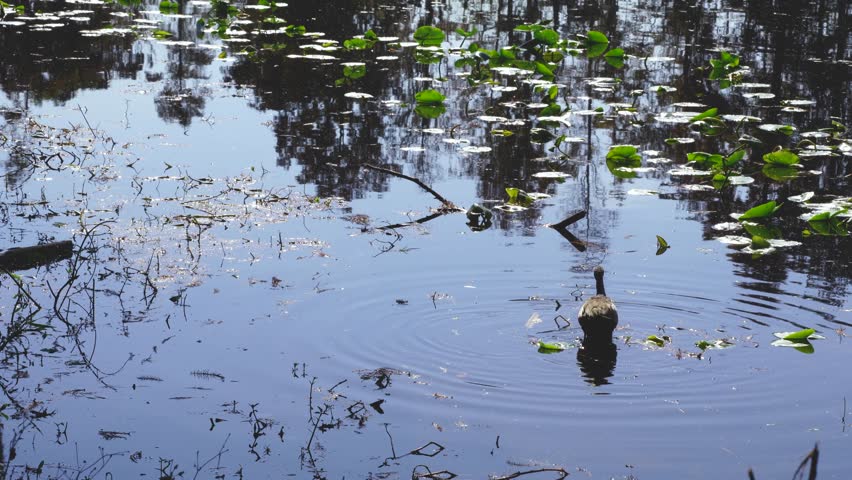 A limpkin wades through shallow water, foraging among lily pads on a sunny afternoon. Calm wetland scenery showcases Florida