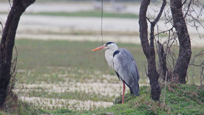 A grey heron standing and preening its feathers near a peaceful wetland, keoladeo bird sanctuary, India.