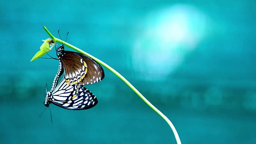 Two Butterflies mate closely on a thin, arched green stem with a light blue background. Natural light highlights the butterflies and the delicate plant stem.