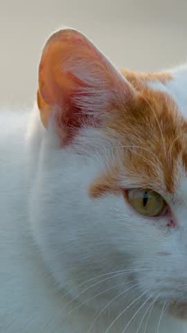 Extreme close-up of a ginger and white cat