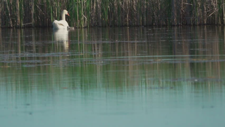 Mute swan (Cygnus olor) and their cygnet swim on a pond. Slow motion.