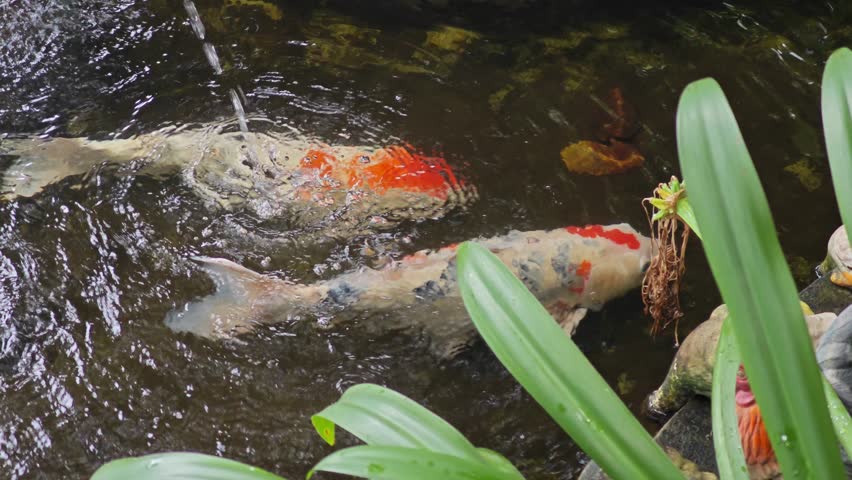 Colorful koi fishes in pond.