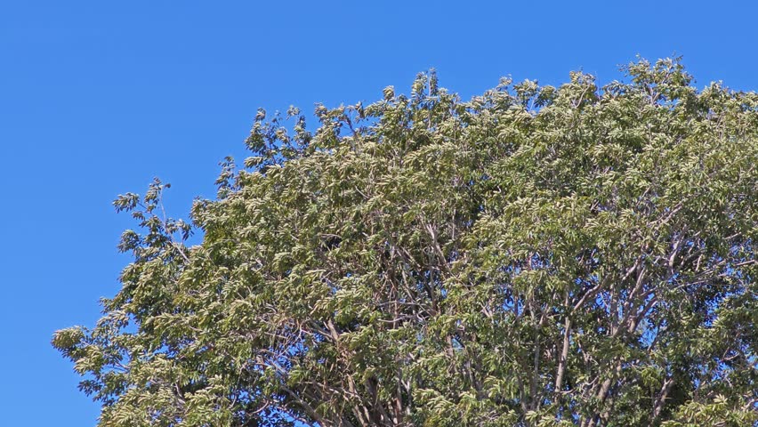 Tree branch sway by the wind.