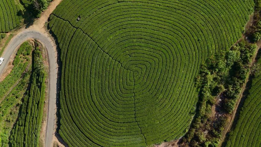 Munnar, Kerala, India, tea plantation, tea garden, green, nature, mountain, hills, landscape, scenic, travel, tourism, winding road, road trip, highway, Western Ghats, emerald, lush, agriculture, farming, tea leaves, estate, valley, mist, fog, atmospheric, aerial, drone, panoramic, beautiful, peaceful, serenity, vacation, destination, South India, hill station, rural, fresh, environment, vegetation, tropical, high altitude, sky, clouds, sunny, adventure, background, 4k, cinematic,