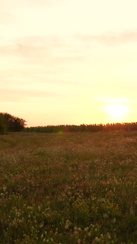 Sunset over a wildflower meadow, peaceful countryside landscape at dusk, golden sunlight on the field, serene rural scenery, evening light in nature, natural beauty  open grassland, tranquil sunset
