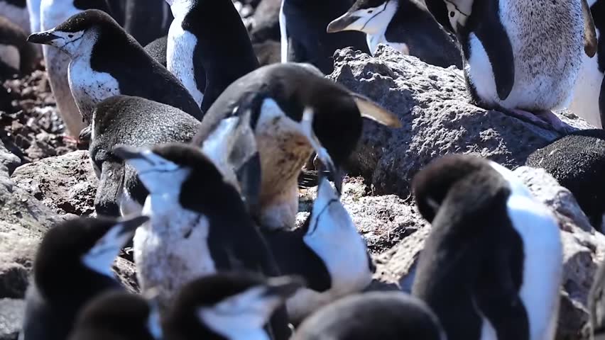 Large Penguin Colony Along Antarctic Coastline
