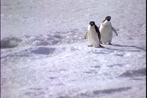 MS two Adelie penguins waddling and running on snow in Antarctica. One falls.
