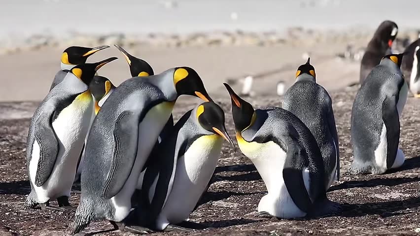 King Penguin Colony Beneath Antarctic Mountain Landscape