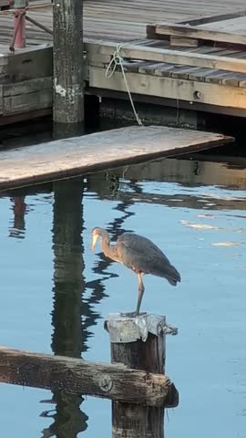Great Blue Heron staying on a pole and pecking at bugs - heron bird long slender legs and elegant neck creating a serene natural scene.
Wildlife in Victoria Harbor, BC, Canada