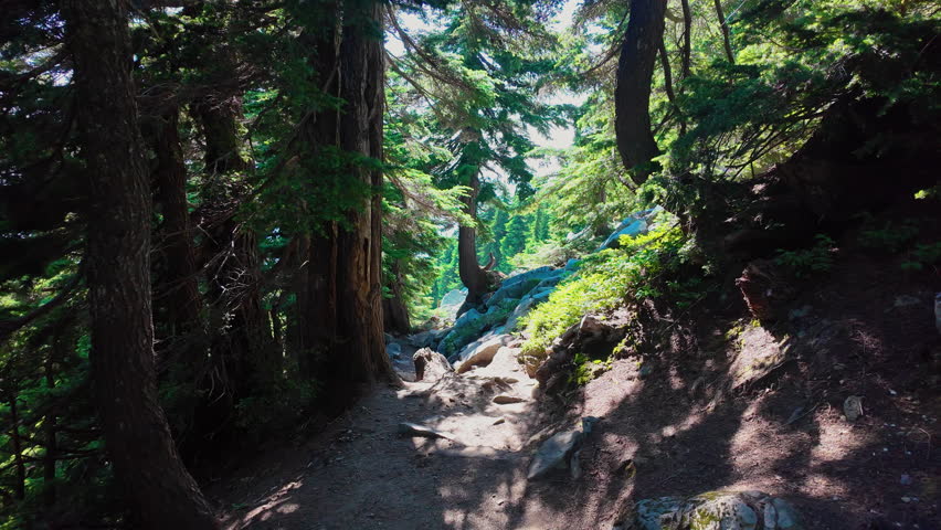 POV of hiking on mountain trail through forest filled with tall trees, green foliage, natural undergrowth. Outdoor wilderness setting, hiking, adventure, nature exploration.
