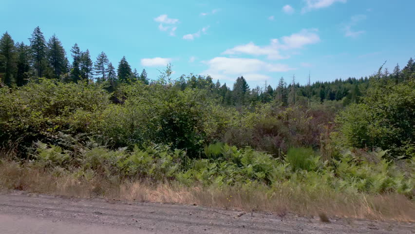 POV side view from a car driving along dense forest. Tall trees line sides of the roadway. travel, road trip, and nature concepts