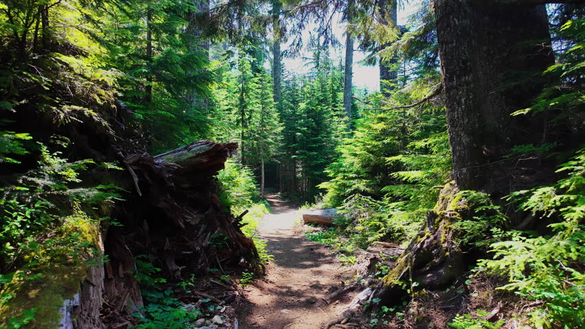 POV of hiking on trail through a forest filled with tall trees, green foliage, natural undergrowth. Outdoor wilderness setting, hiking, adventure, nature exploration.