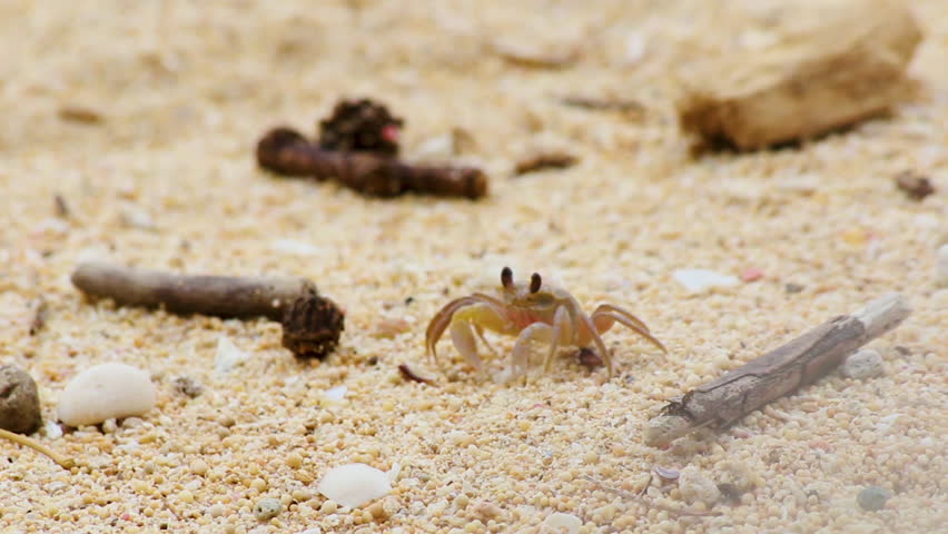 crabs dig holes in the sand as homes