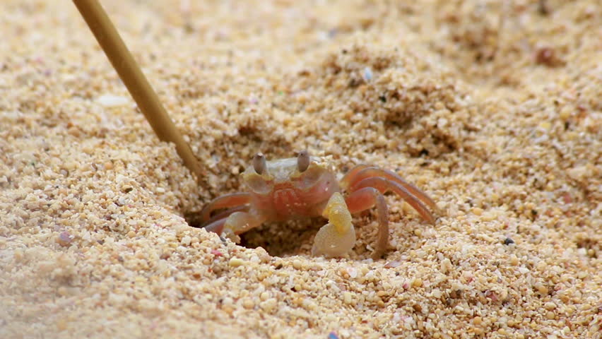 crabs dig holes in the sand as homes