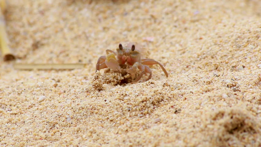 crabs dig holes in the sand as homes