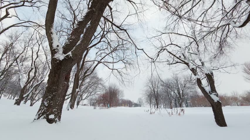 Snowfall in winter park with bare trees and quiet walking path, peaceful cold weather scene.