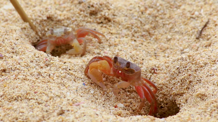 crabs dig holes in the sand as homes