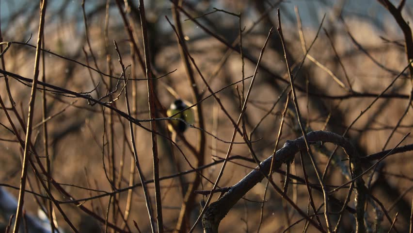 Tit-songbird on a winter tree. The tit hid far behind the branches.