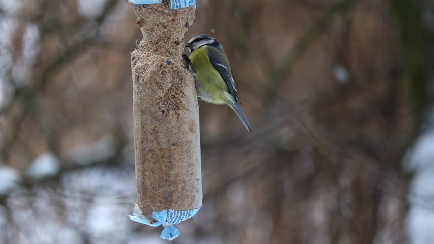 A winter bird feeder filled with seeds and fat pellets attracts tits, blue tits and sparrows. Birds gracefully land and take off.