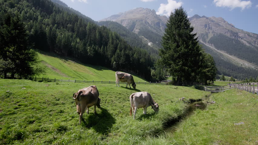 Cows grazing in the alpine mountains landscape. Livestock farming and farming in the mountains.