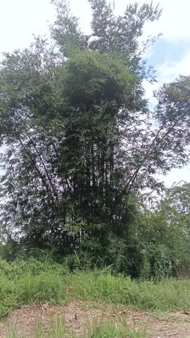 Green grass and plants swaying in the wind behind a pile of brown soil in a rural field under a cloudy sky. Natural landscape background.
