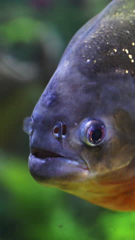 Close-up of a red-bellied piranha swimming in a freshwater aquarium. Carnivorous tropical fish known for strong jaws and sharp teeth. Vertical shot