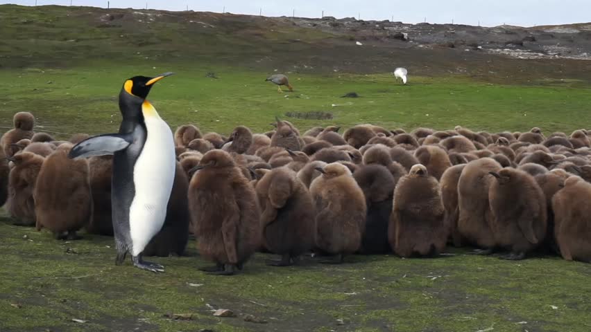 King penguin feeding chick in it