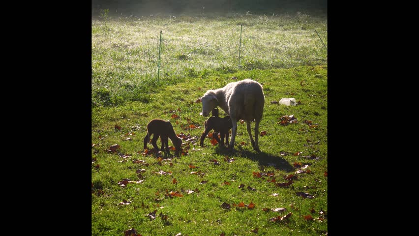 Flock of sheep and newborn lambs grazing and nursing in a misty green meadow at dawn