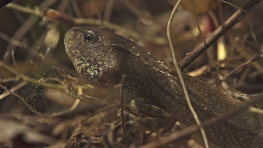 frog tadpole with developing hind legs on pond bottom underwater