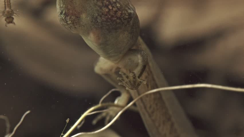underwater pond life showing tadpole with hind legs and mosquito larvae