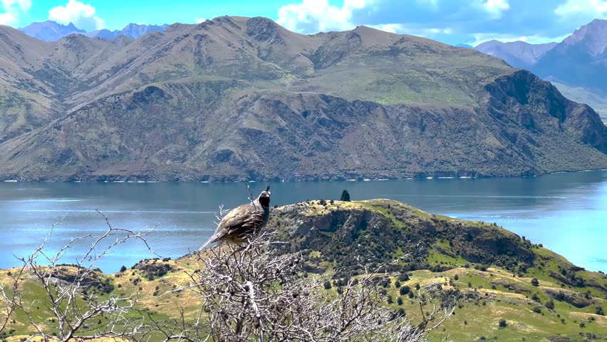 Quail male bird is calling from bush, mountain and lake New Zealand natural landscape.