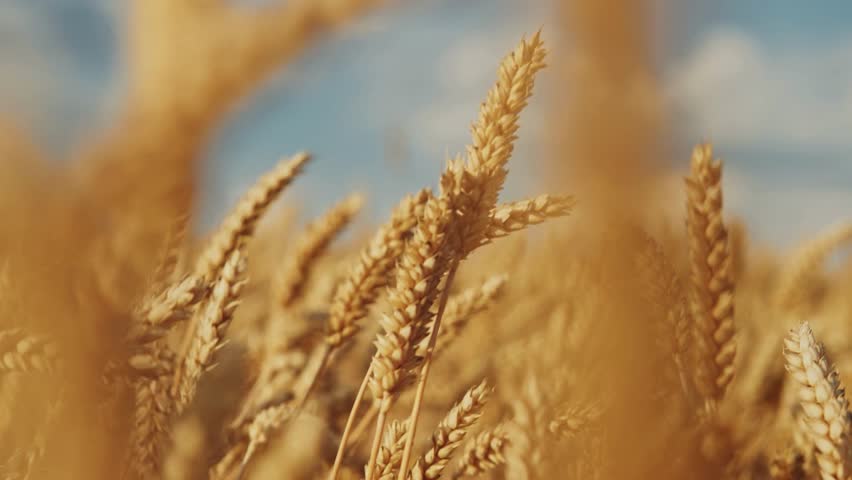Golden wheat stalks growing in a sunny field